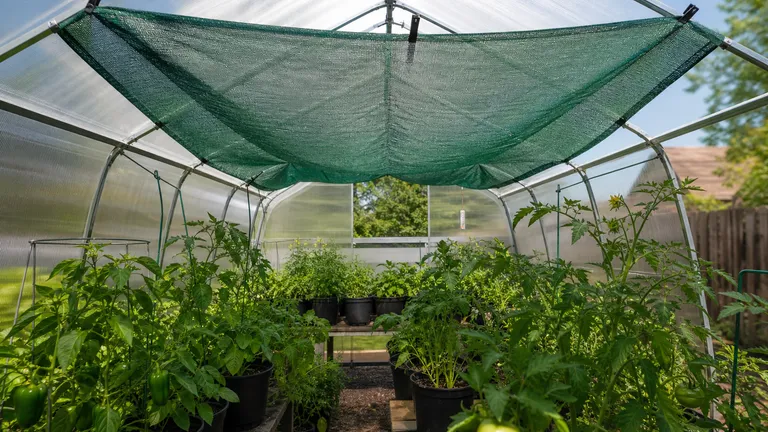 green shade cloth raised above potted greenhouse crops