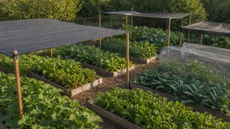 Vegetable garden layout with separate shaded crop zones.